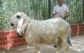 世界上最贵的羊，瓦格吉尔羊价格超过1600万元一只