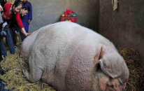 世界上体型最大的猪 最大家猪1800斤/最大野猪1070斤