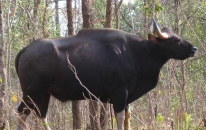 世界上體型最大的野牛被發現了，這次不在西沙東島，而是在云南！