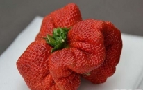 世界上最大的草莓 重达0.5斤草莓
