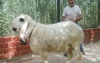 世界上最貴的羊，瓦格吉爾羊價格超過1600萬元一只