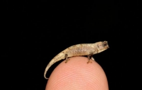 世界上最小的爬行動物是什么？體長僅22毫米